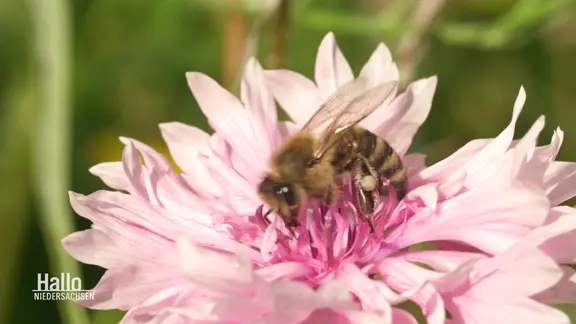 Nahaufnahme: Eine Biene sitzt auf einer heen Blüte.
