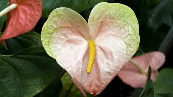 Anthurien: Die Flamingoblume richtig pflegen | ndr.de
