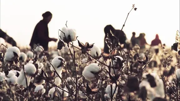 Baumwollfeld | Screenshot Baumwollfeld