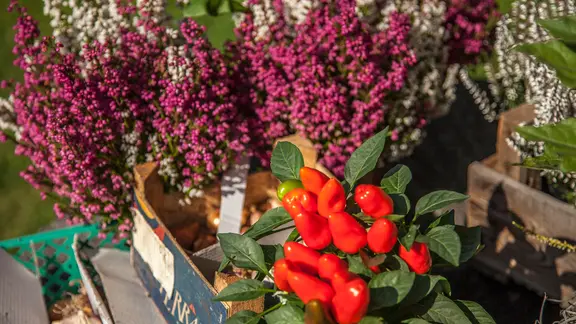 Erika und Paprika geben einem Herbsttopf Farbtupfer