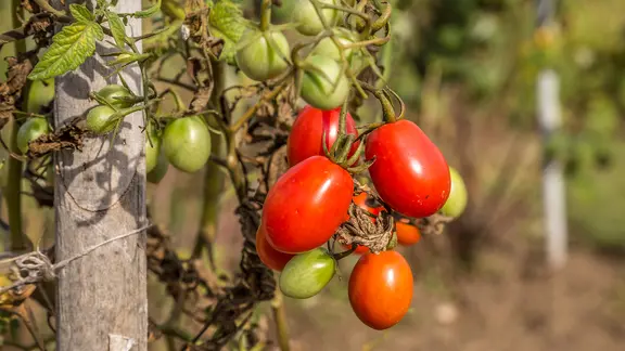Tomatenpflanze | ndr.de, Udo Tanske Tomatenpflanze