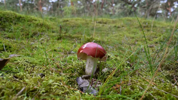 Erotik korinishdagi teatr