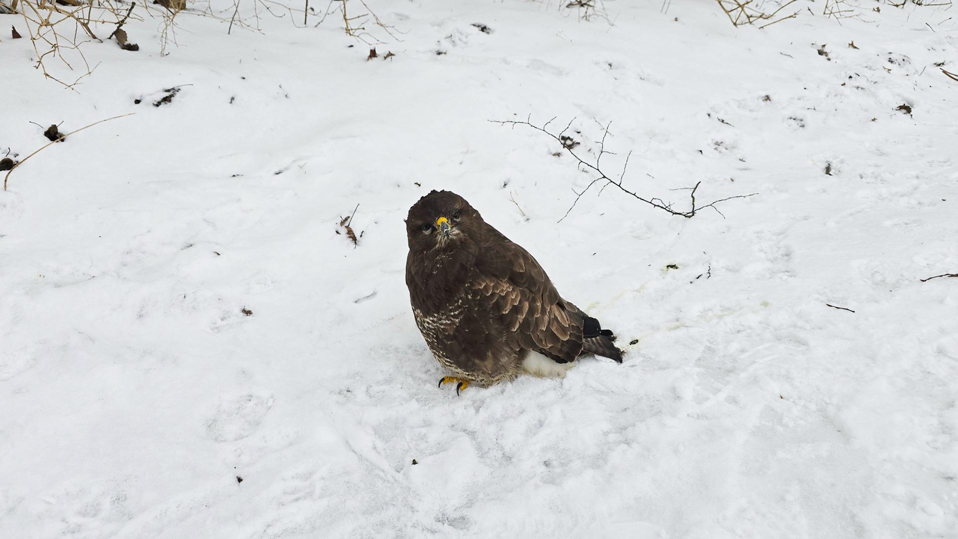 Ein geschwächter Greifvogel sitzt im Schnee. | Feuerwehr Wilhelmshaven