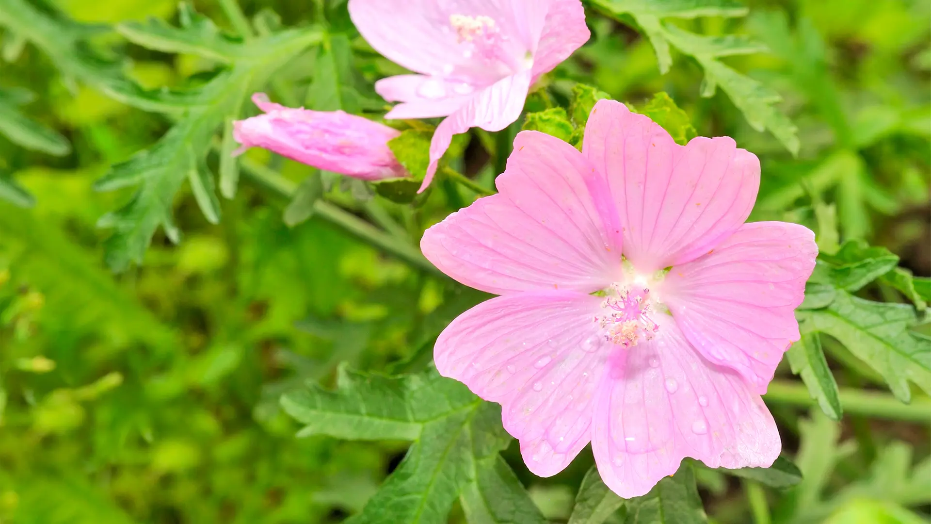 Malven im Garten pflanzen, pflegen und schneiden | ndr.de