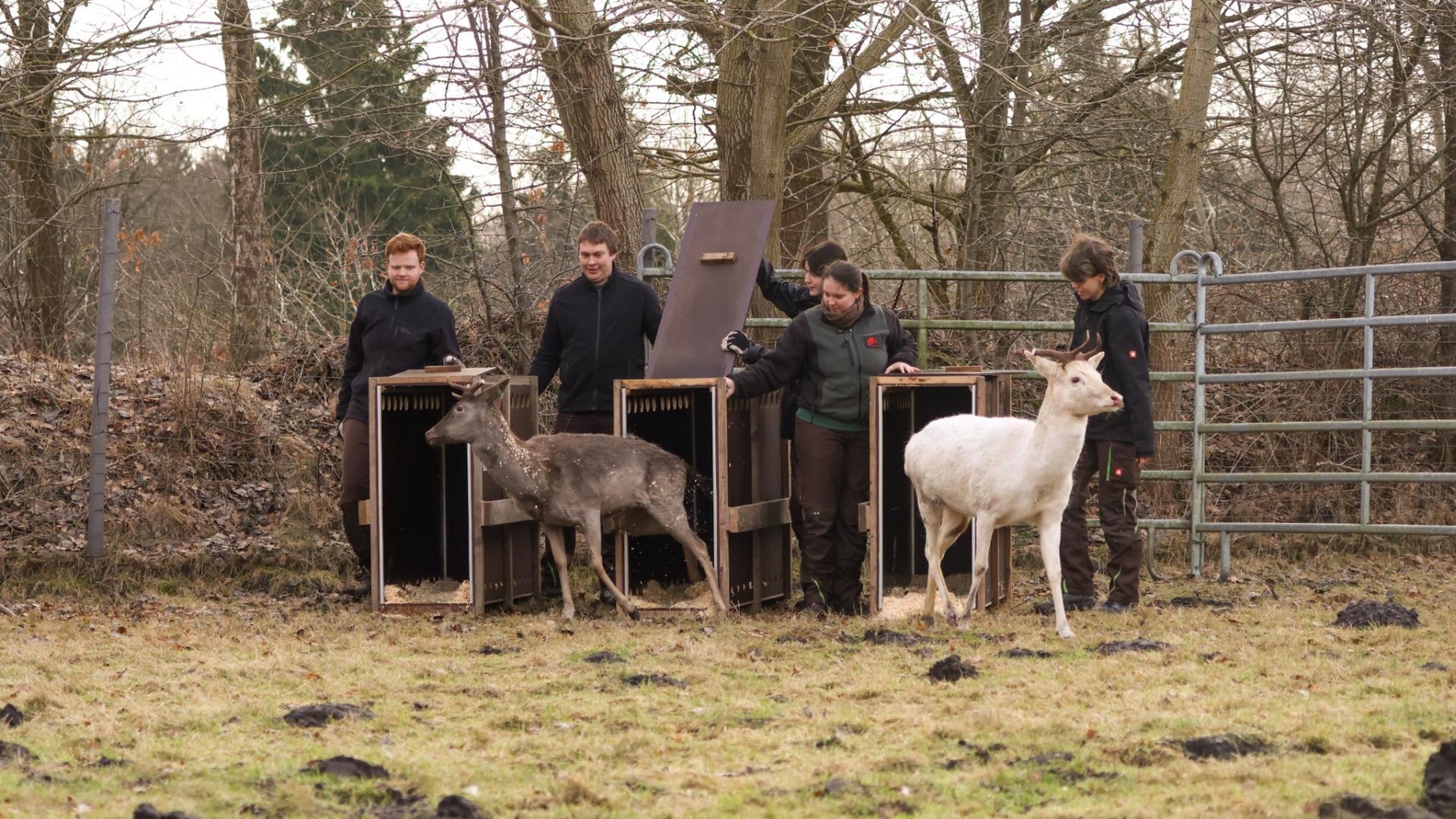 Damhirsche aus Hirschpark am Elbufer umgesiedelt