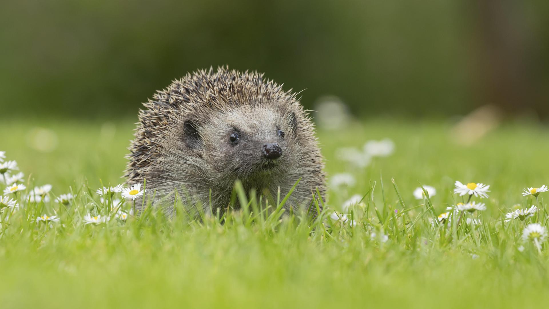 Ein Igel sitzt auf einer Wiese. | picture alliance, imageBROKER, Kevin Sawford