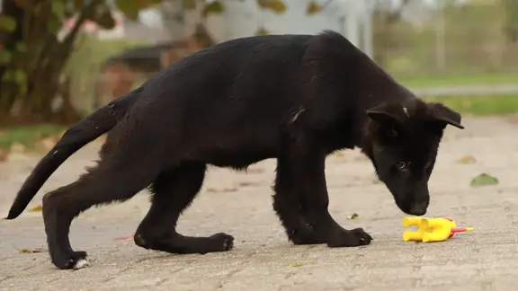Ein schwarzer Schäferhund-Welpe schnuppert an einem gelben Spielzeug.
