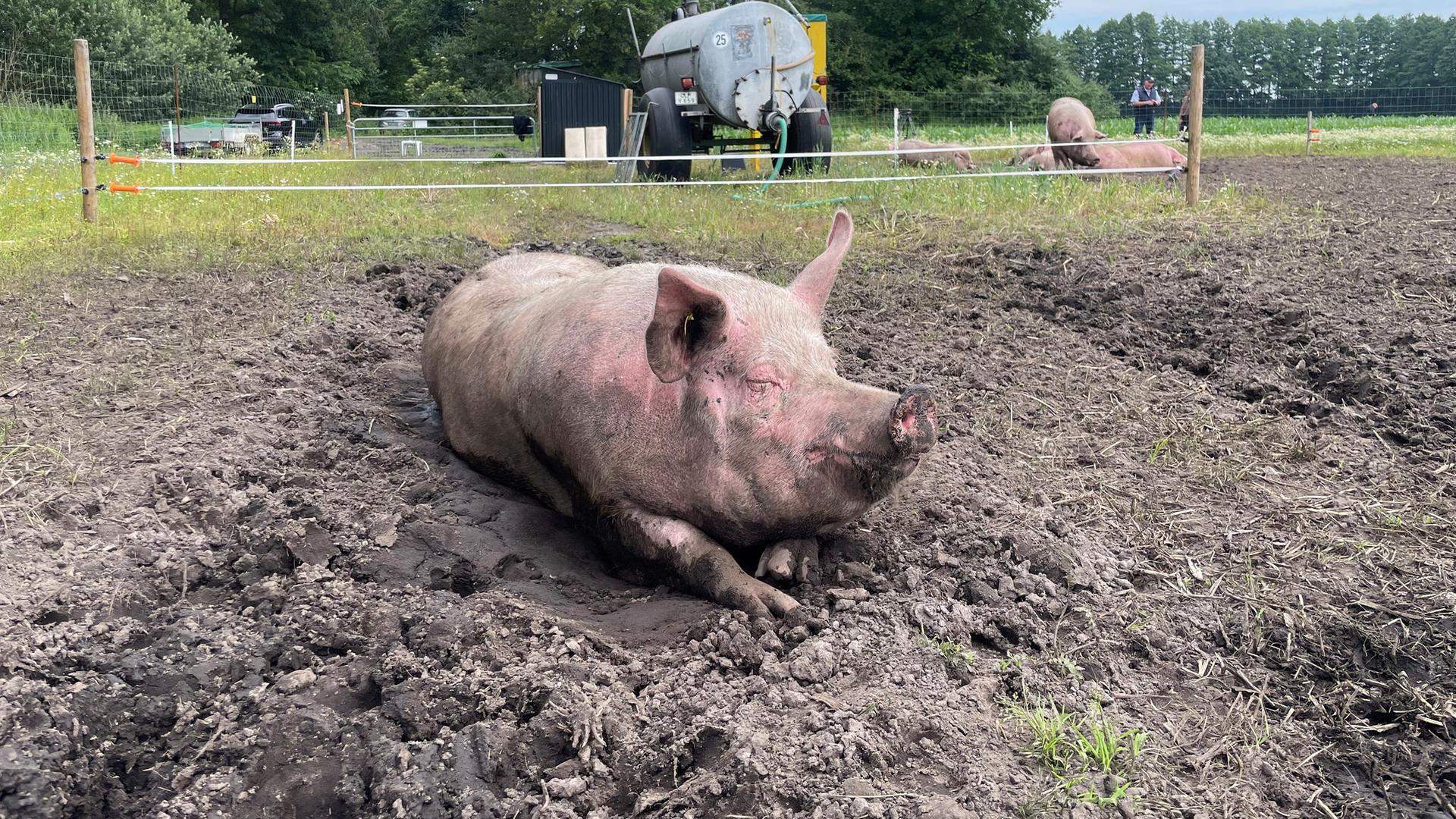 Ein Schwein liegt im Acker auf dem Erdmandelgras-Versuchsfeld in Bösel. | NDR, Nadia Yaqub
