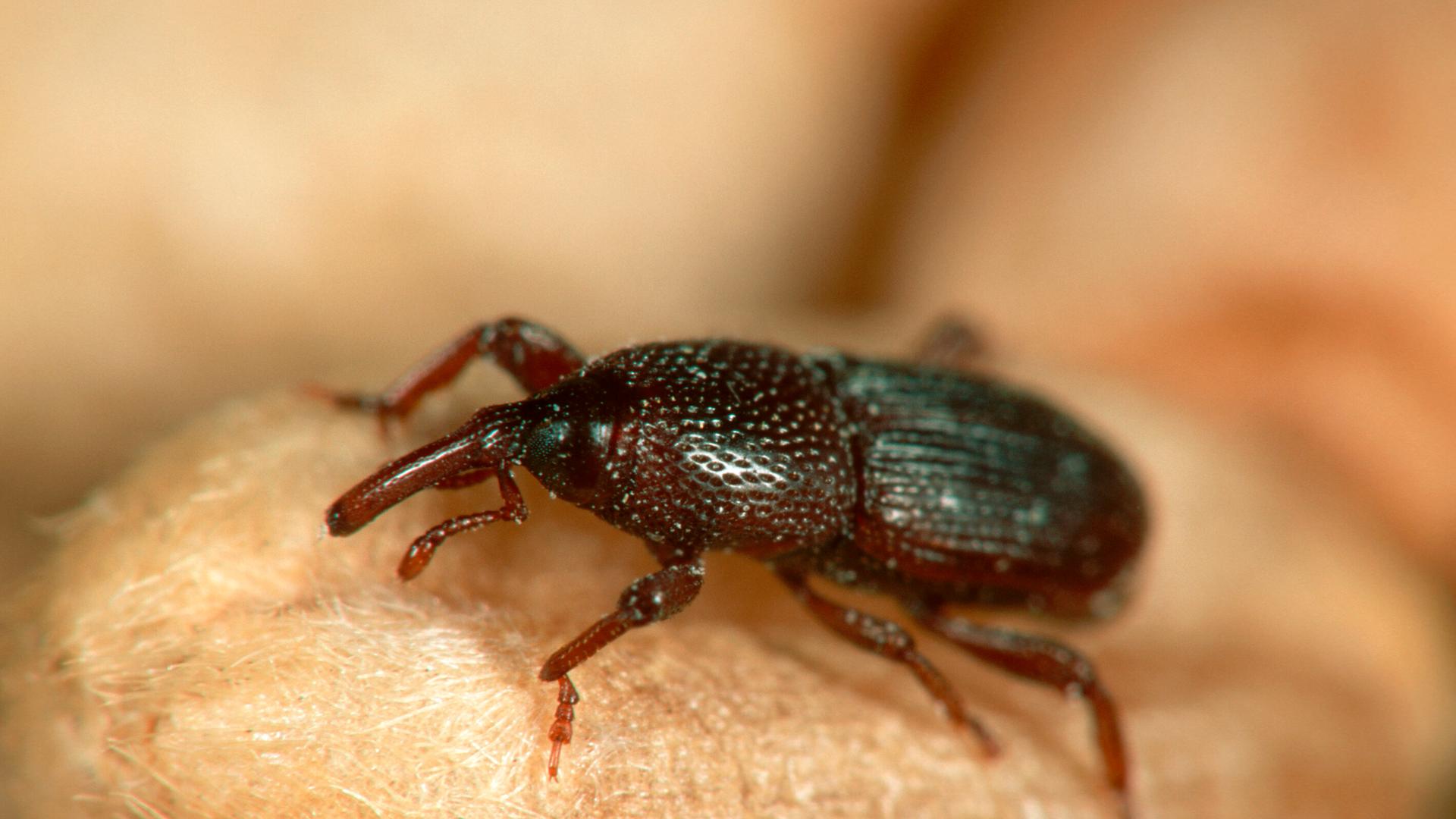 Forschungsteam aus Neubrandenburg: Mit Plasma gegen Schädlinge