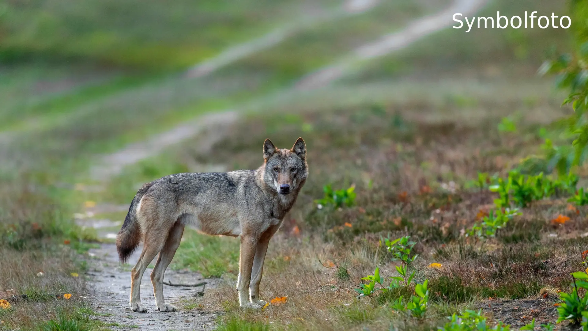 Umweltbehörde bestätigt: Wolf im Hamburger Westen gesichtet