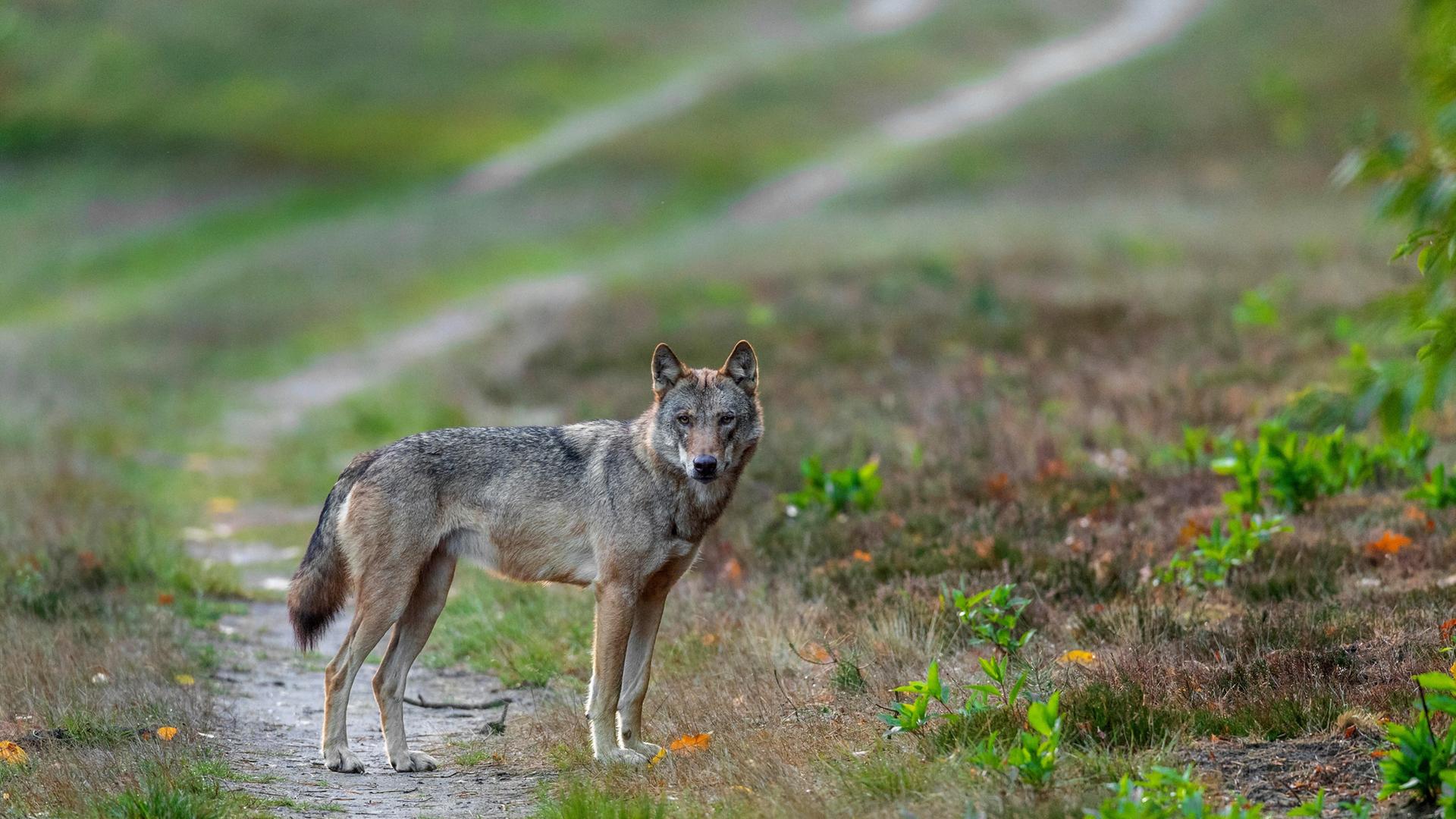 Ein Wolf steht auf einem Weg.  | picture alliance, imageBROKER | W. Rolfes
