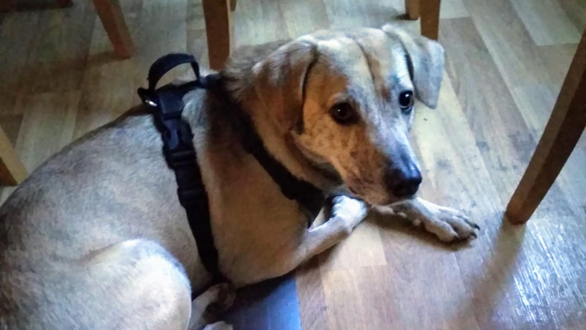 Ein grau-brauner Hund mit kurzem Fell liegt auf dem Boden eines Esszimmers. | Polizei