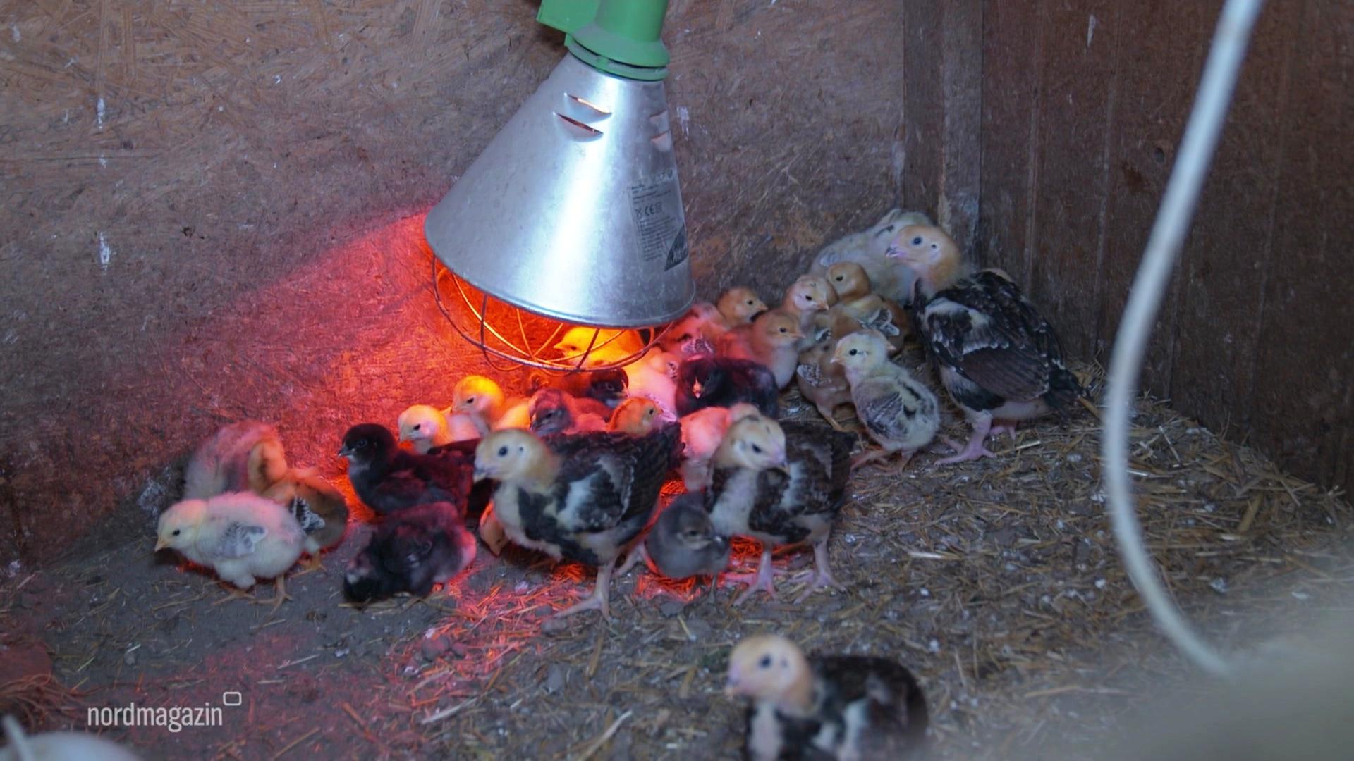 Junge Hühnerküken unter einer Wärmelampe. | Screenshot