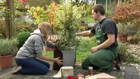 thuja golden smaragd hornbach Thuja King of Brabant 220-240cm