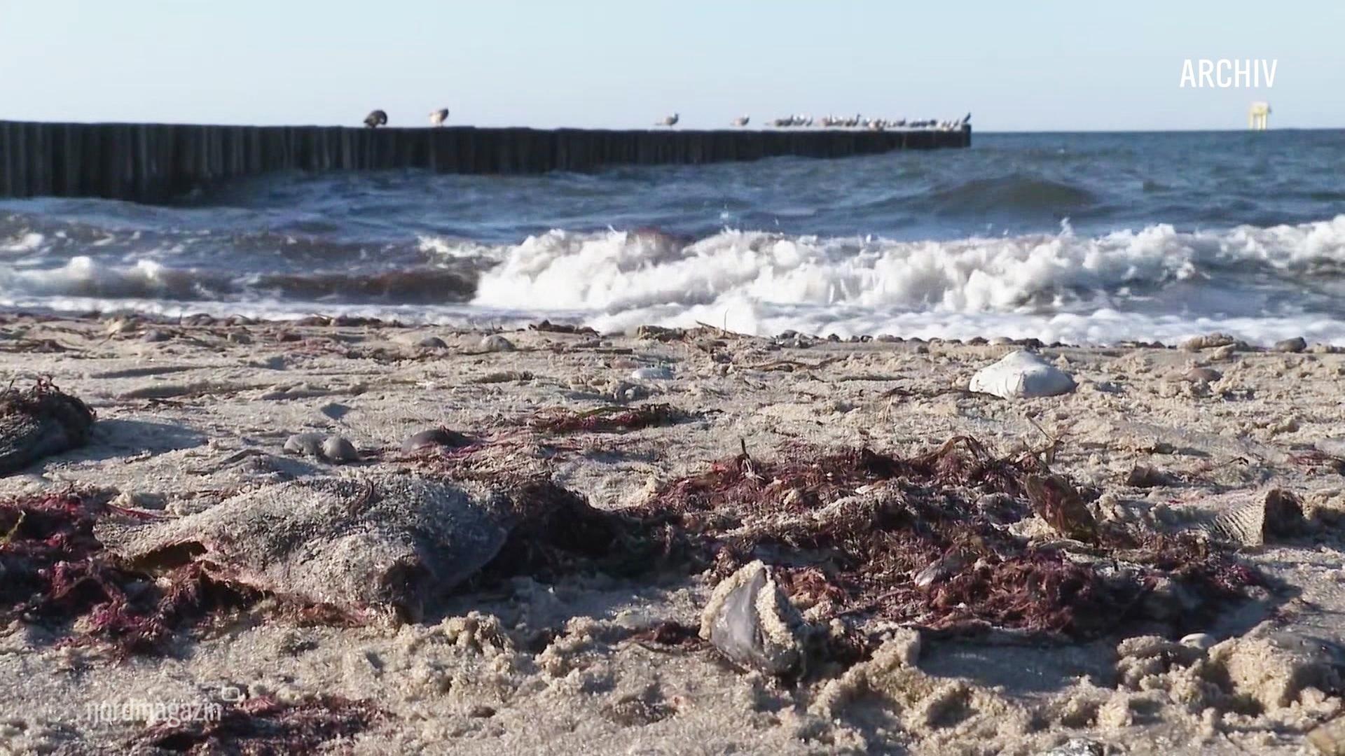 Tote Ostsee-Fische im Wasser erstickt
