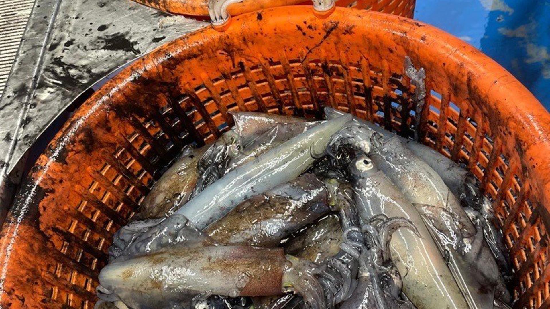 Kalmare statt Krabben: Tintenfischboom in der Nordsee