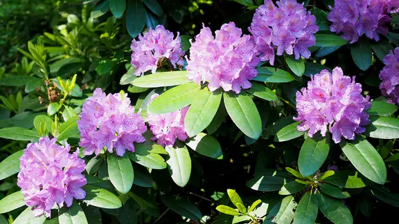 Ammerland: Rad fahren und Rhododendren am Zwischenahner Meer | ndr.de