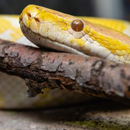 Eine Albino-Tigerpython.