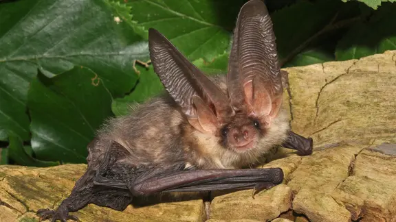 Das Bild zeigt ein Braunes Langohr.