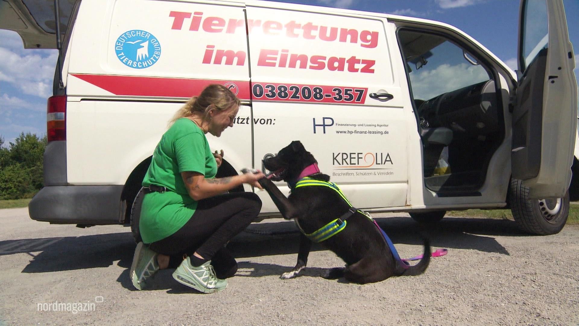 Heimhunde: Tierheim Rostock möchte mit Vorurteilen aufräumen