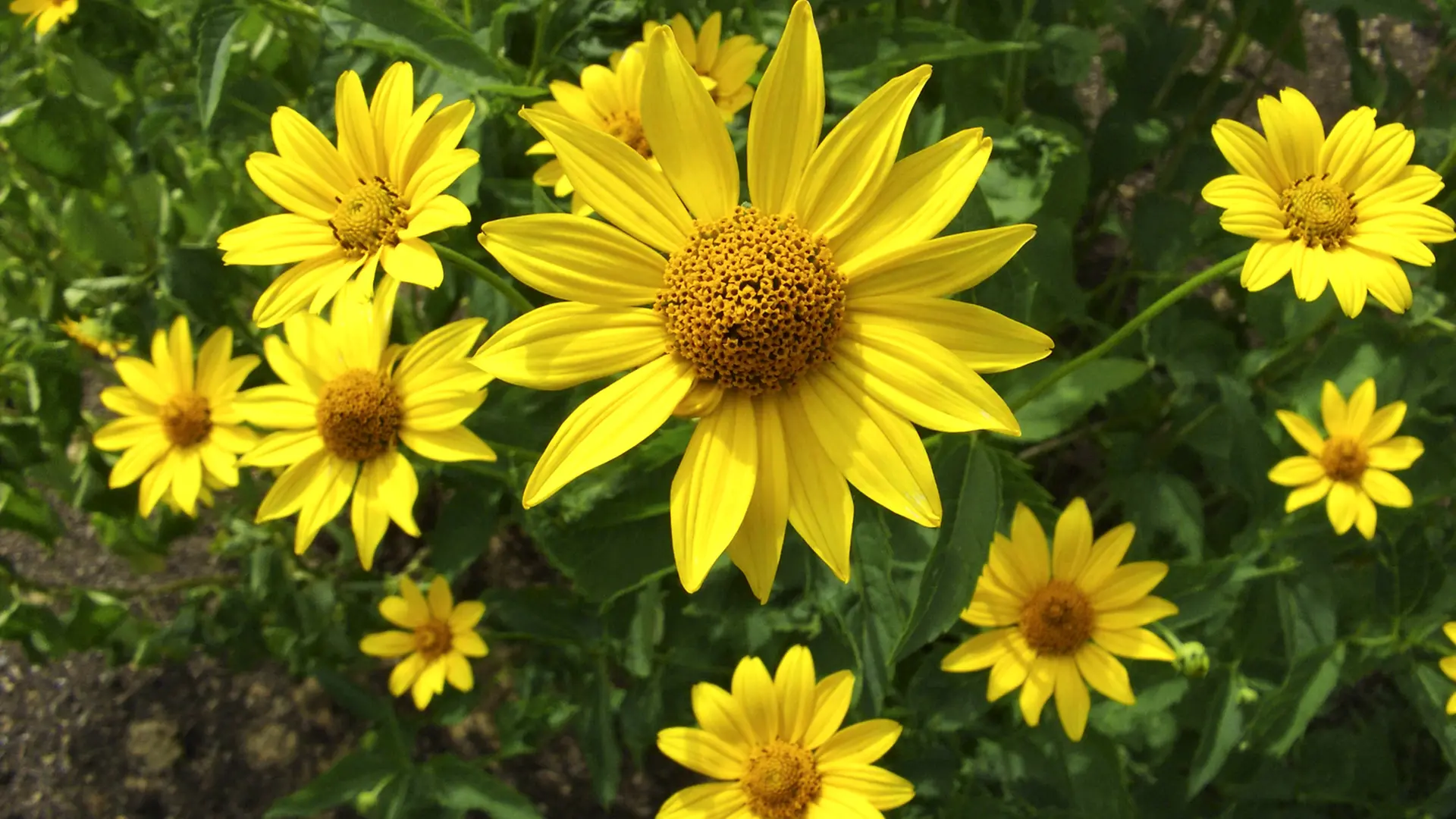 Stauden-Sonnenblumen pflanzen und pflegen | ndr.de
