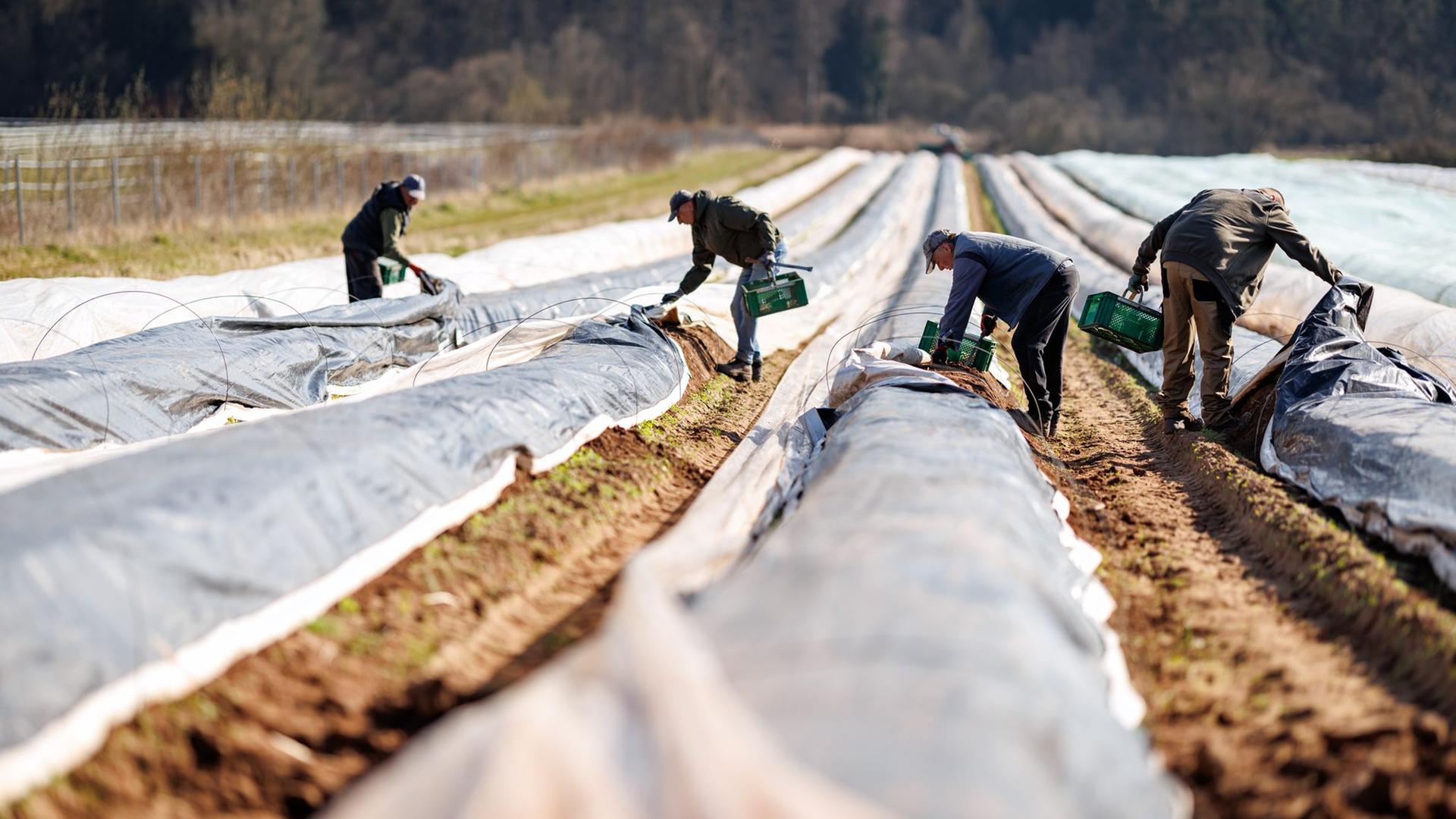 Erntehelfer stechen Spargel auf einem Spargelfeld. | Daniel Karmann/dpa 