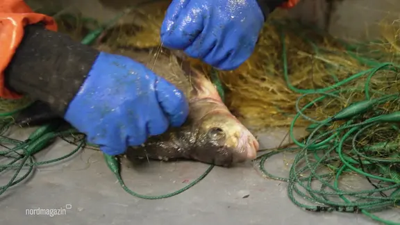 Blau behandschuhte Hände holen einen gefangenen Fisch aus einem Netz.