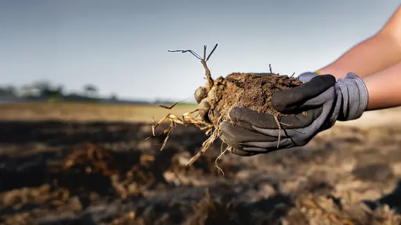 Zwei Hände mit Arbeitshandschuhen halten eine Handvoll Erde mit Wurzeln. Hintergrund unscharf: unbewachsenes Ackerland.