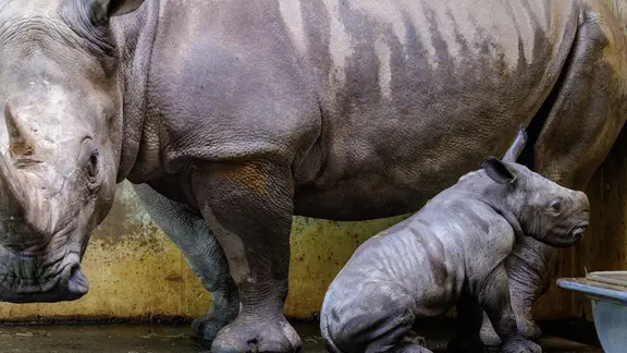  Nashornkuh "Amalie" und ihr männliches Kalb "Liam" stehen im Nashornstall im Zoo Osnabrück.