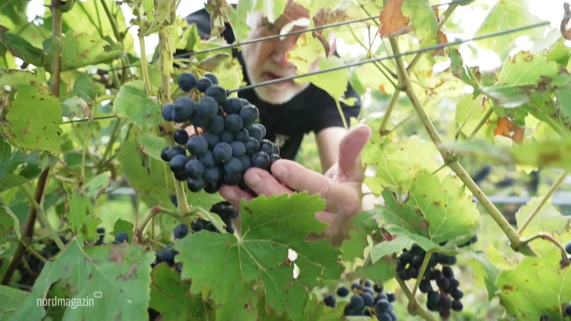 Hoffnung auf Rekordernte: Weinlese auf Schloss Rattey startet