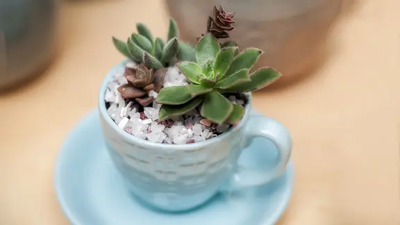 Tassen, Gläser, Teedosen: Sukkulenten können in verschiedene Gefäße gepflanzt werden. | fotolia, Tetiana Zbrodko Mini-Sukkulenten in einer Kaffeetasse.
