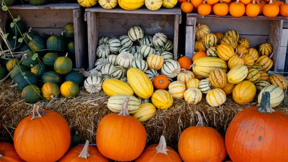 Kürbisse und Zierkürbisse auf einem Herbstmarkt