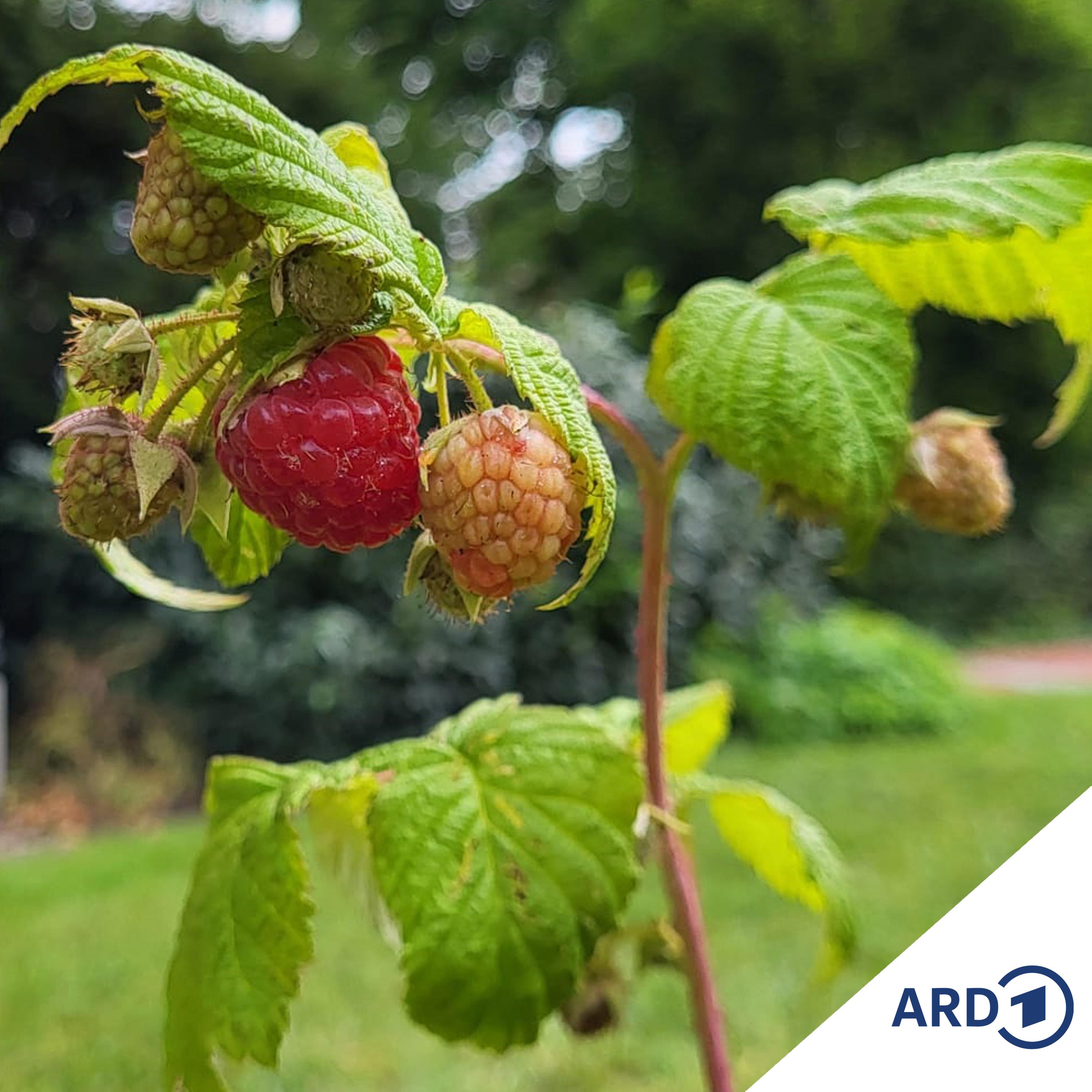 Im Grünen Bereich – Der NDR Gartenpodcast