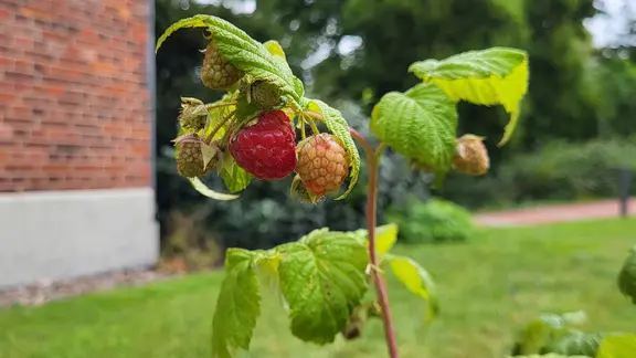 Beerenstrucher pflanzen, pflegen und schneiden | ndr.de