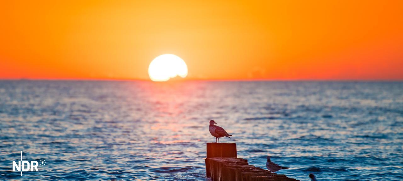 Möwen sitzen bei Sonnenuntergang in Dierhagen auf Buhnen. | picture alliance , Fotostand / Voelker Möwen sitzen bei Sonnenuntergang in Dierhagen auf Buhnen.