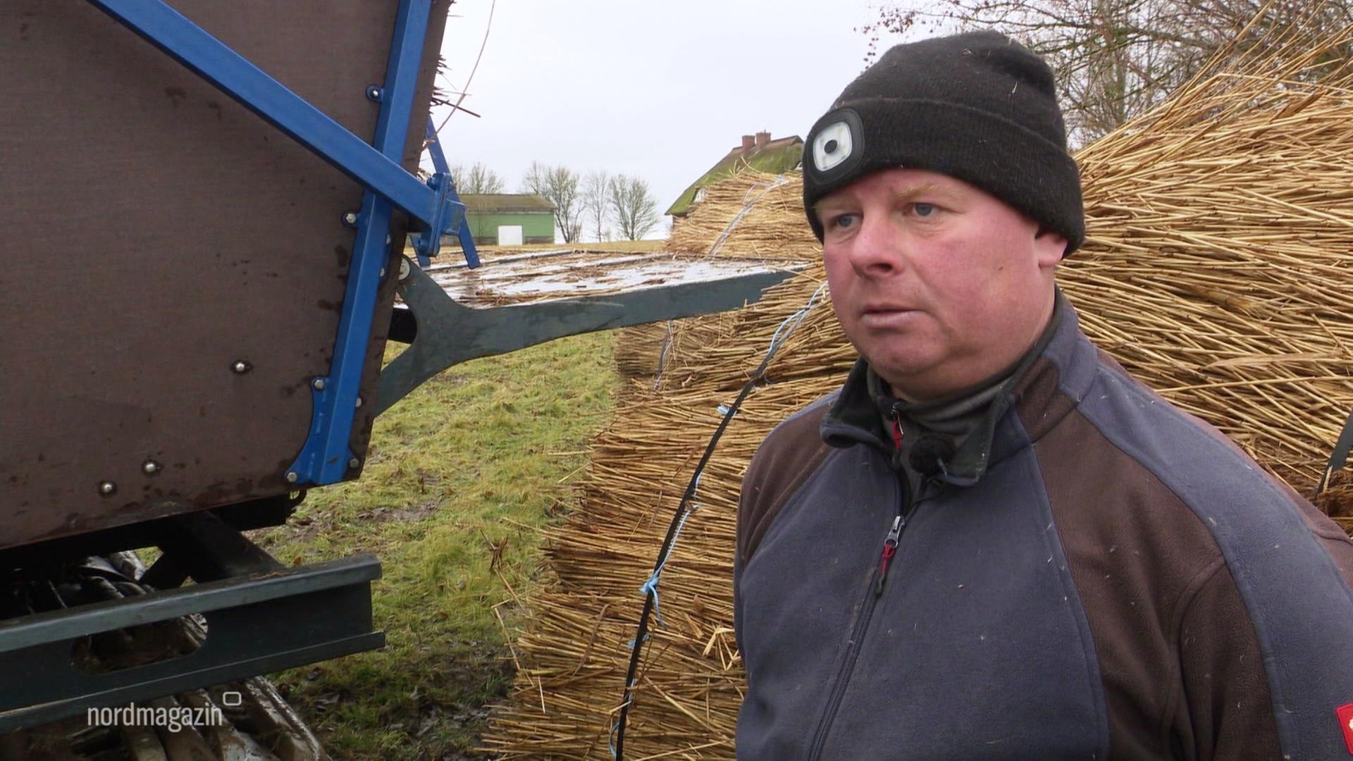 Schilfernte auf Rügen