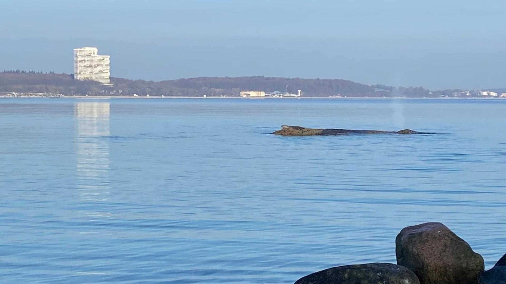 Ein Wal liegt auf einer Sandbank in Niendorf. | Christine Knebelkamp