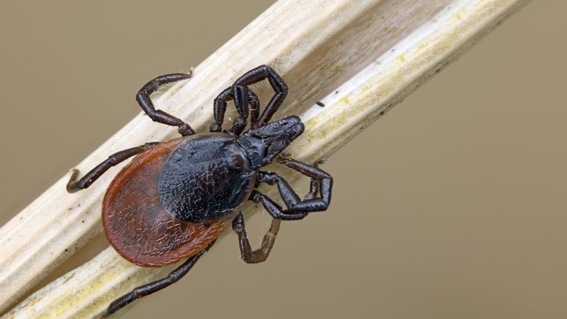 Gemeiner Holzbock (Zecke) | picture alliance