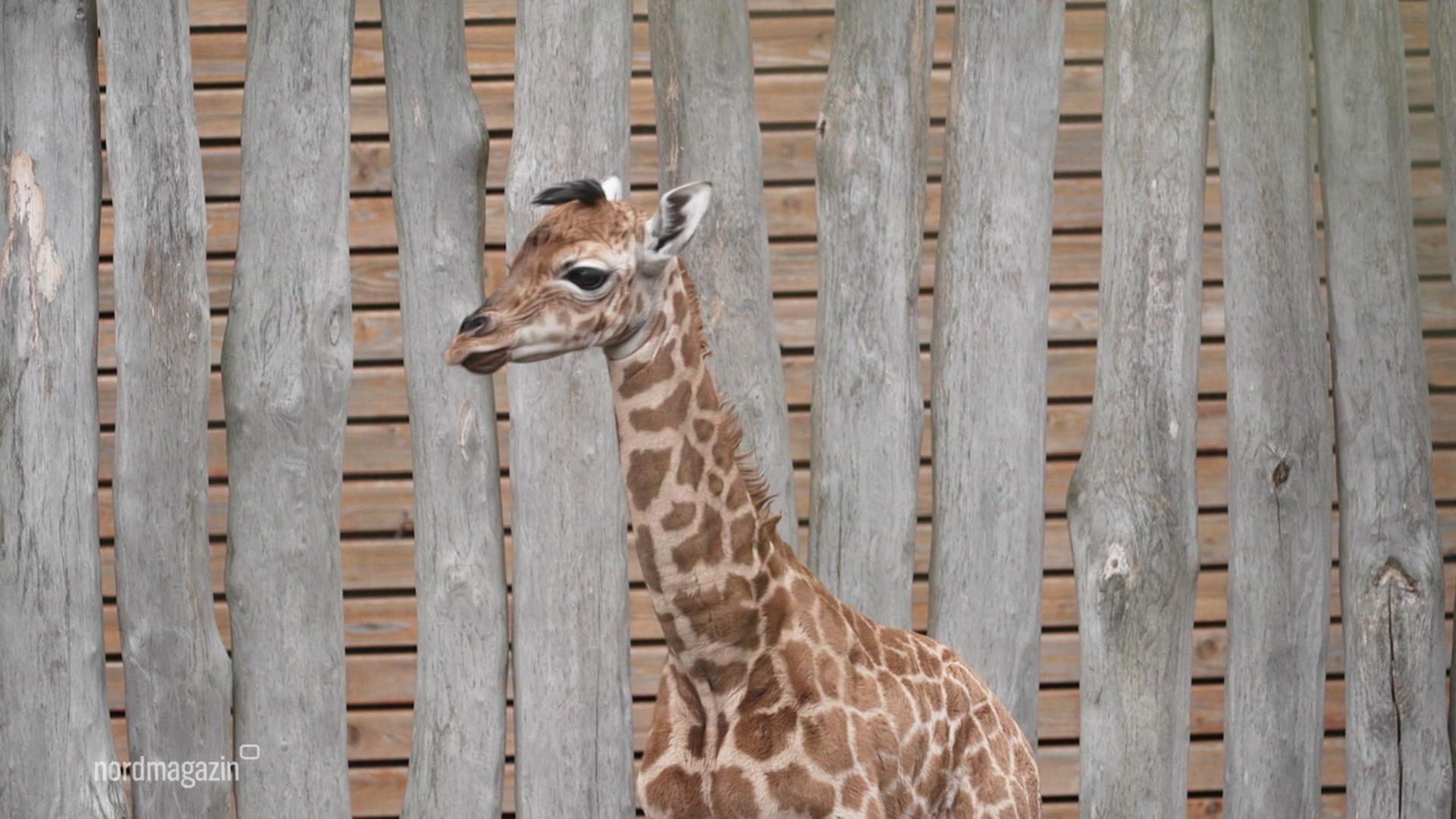 Giraffen-Nachwuchs im Schweriner Zoo