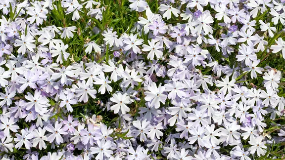 Phlox pflanzen: Bltenpracht fr fast jeden Bereich im Garten | ndr.de