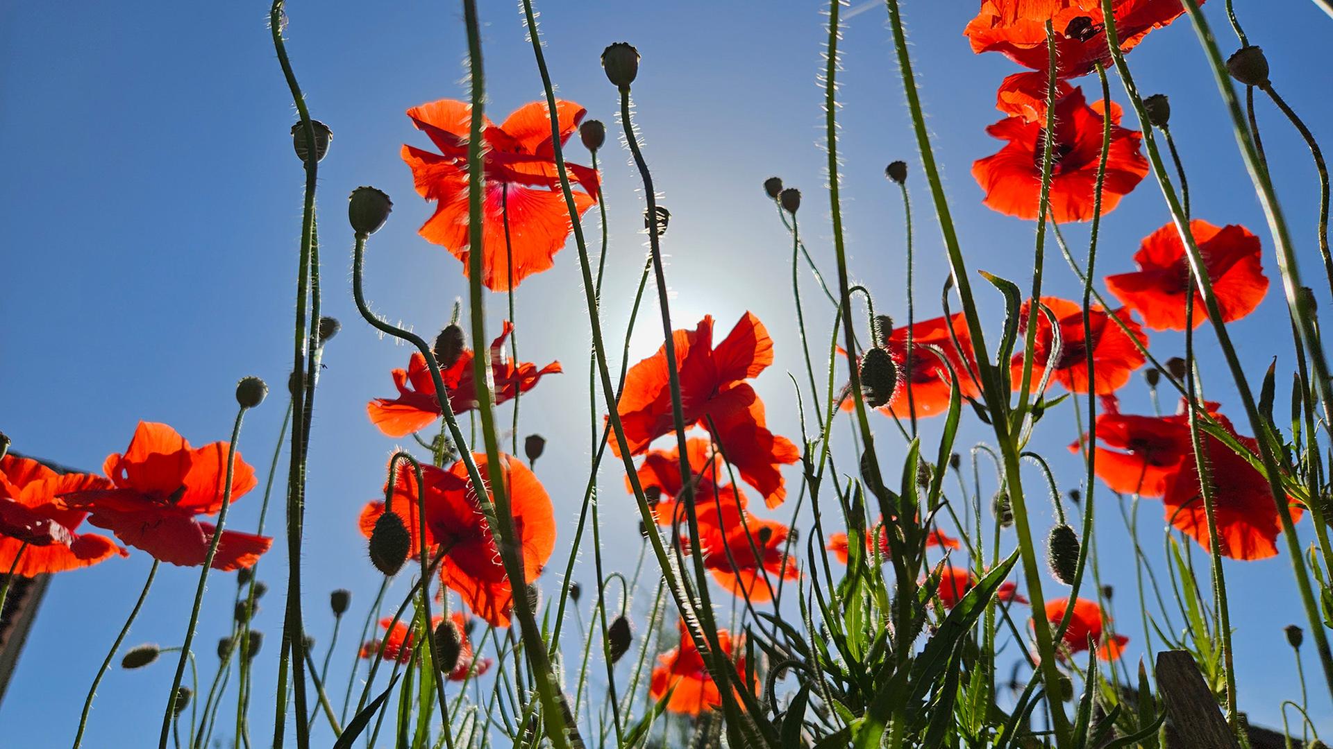 Mohnblumen blühen bei Sonnenschein. | NDR, Harald Frerichs