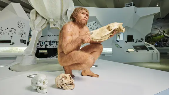Das Museum in Schöningen entführt seine Besucher in die Welt der Altsteinzeit. | Volker Minkus, Niedersächsisches Landesamt für Denkmalpflege Nachbildung eines Homo heidelbergensis im Forschungsmuseum Schöningen.