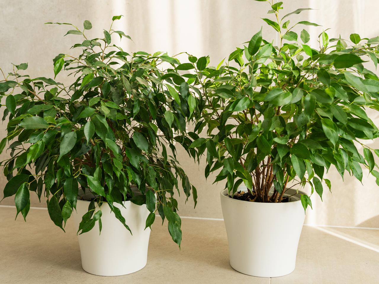 Birkenfeige pflegen: Die Zimmerpflanze Ficus benjamina | ndr.de