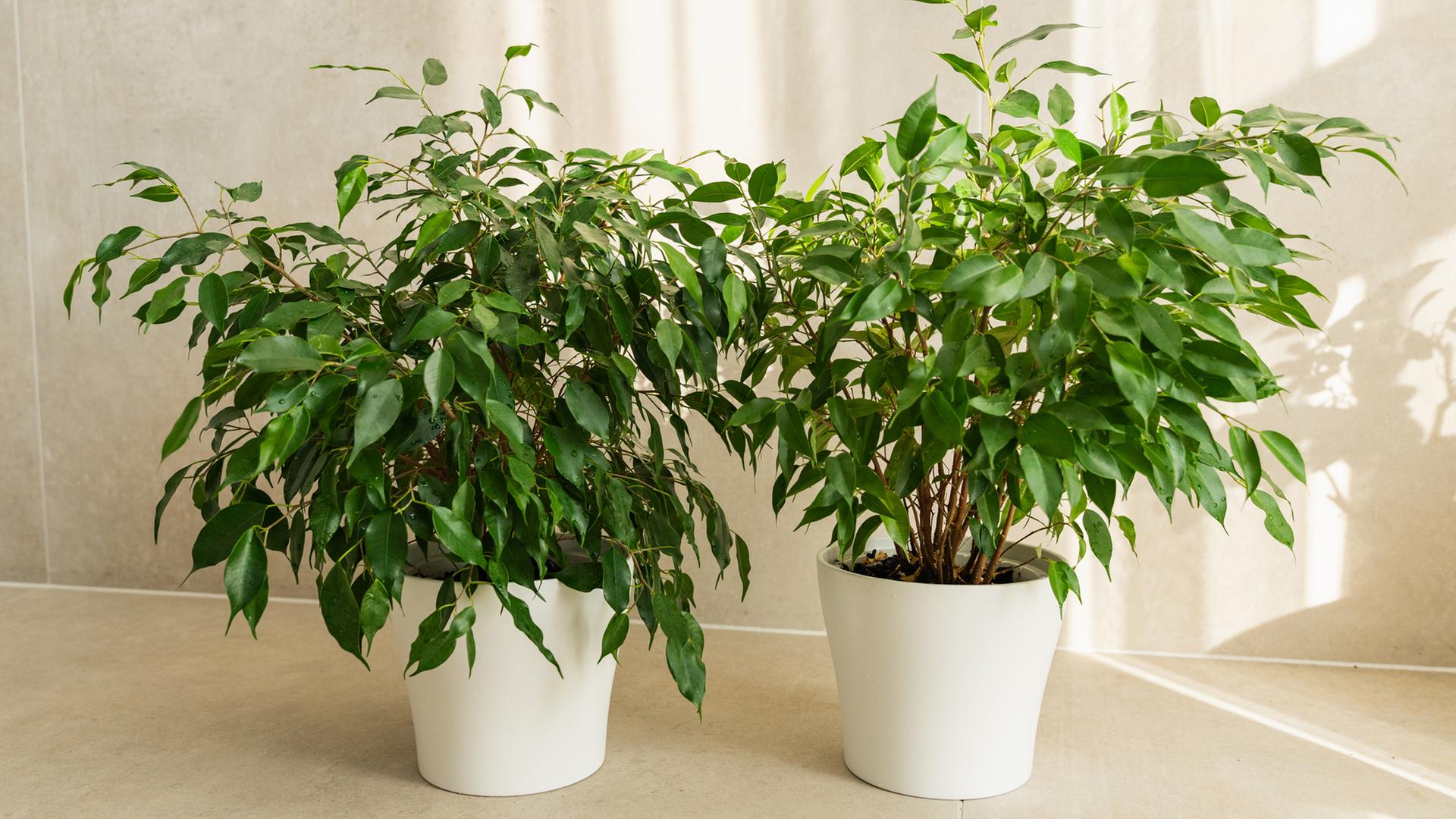 pedatum variegata Philodendron Pedatum Variegata main image 0