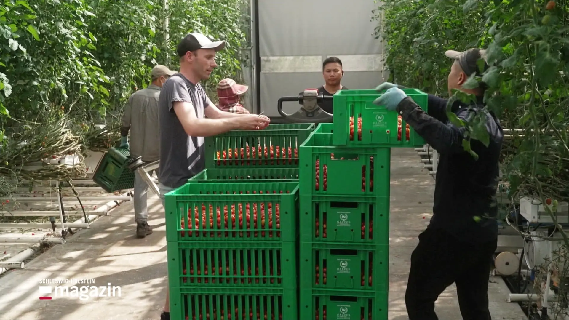 Erfolgreicher Tomatenanbau in Finnland
