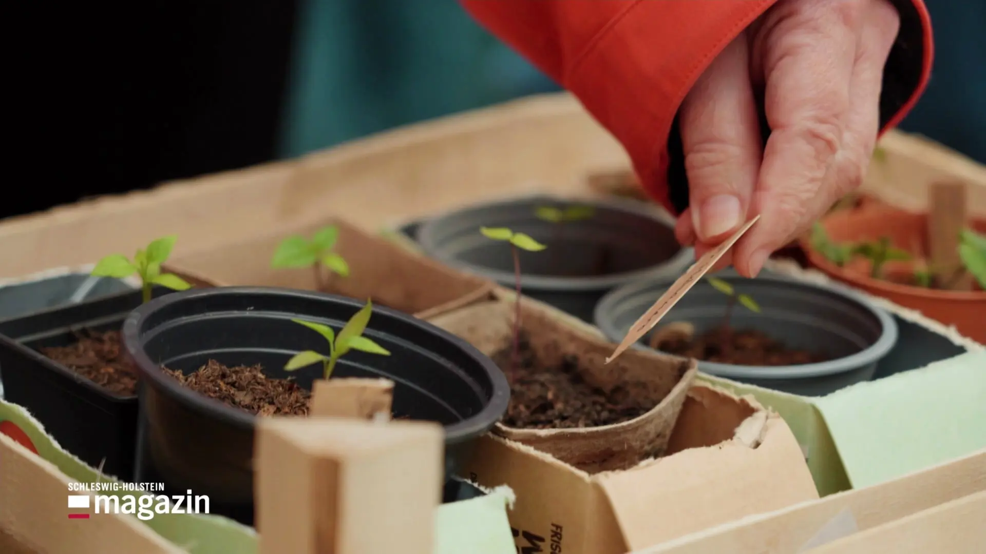 Besuch auf der Saatgutbörse in Glücksburg