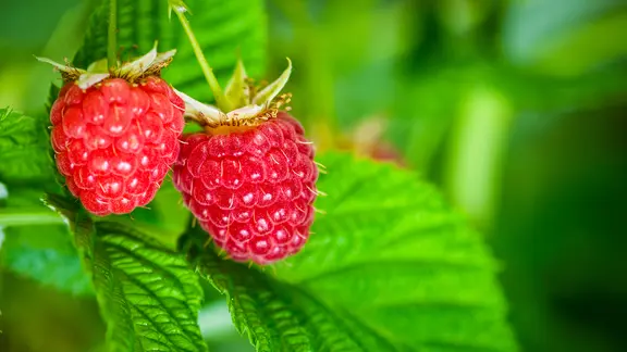 Zwei Himbeeren am Busch | Colourbox, - Zwei Himbeeren am Busch