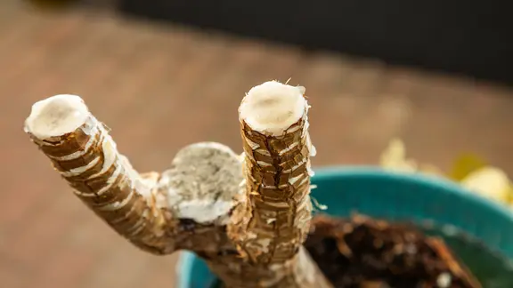 Sind die langen Triebe der Yucca abgeschnitten, müssen die Schnittwunden mit Wachs verschlossen werden. | NDR/Udo Tanske Abgesägter Stamm einer Yucca-Palme