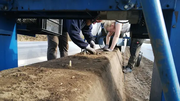 Bo Fricke und seine Kollegin Lefke Blöcker stechen gerade Spargel.