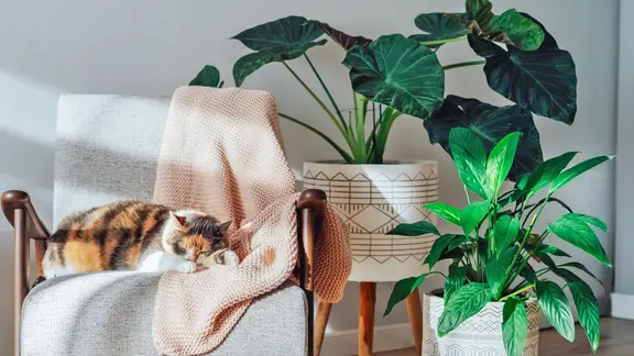 Eine Katze schläft auf einem Sessel, daneben stehen Zimmerpflanzen. | Colourbox Eine Katze schläft auf einem Sessel, daneben stehen Zimmerpflanzen.